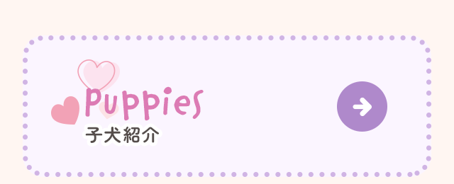 sp_bnrhalf_puppies